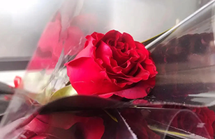 逗维空间祝各位女神三八妇女节快乐！