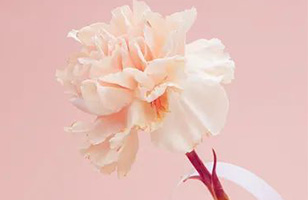 会员福利 | 预祝三八妇女节快乐